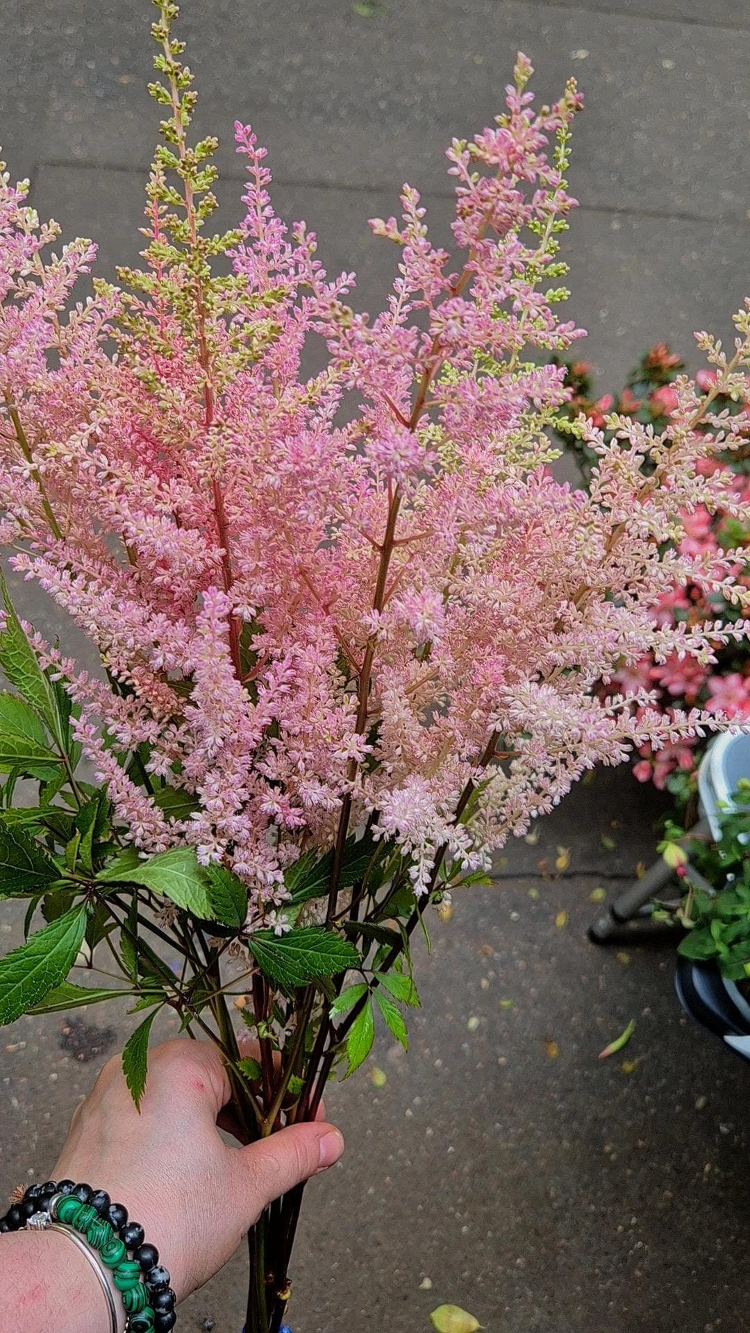 Astilbe
