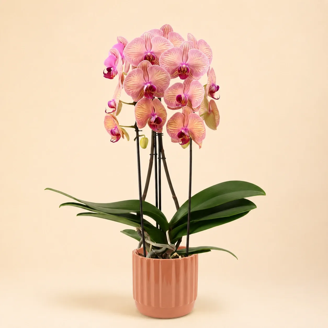 Photo de Orchidées