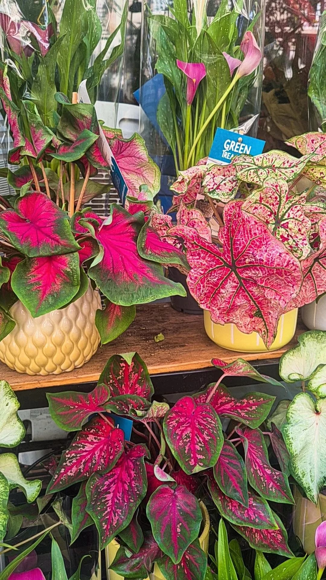 Photo de Caladium (oreille d'eléphant)